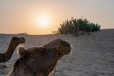 Sun rising at the horizon of Thar desert, Rajasthan, India. Dromedary, dromedary camels, Arabian camels, or one-humped camels are resting on sand dune.の写真素材