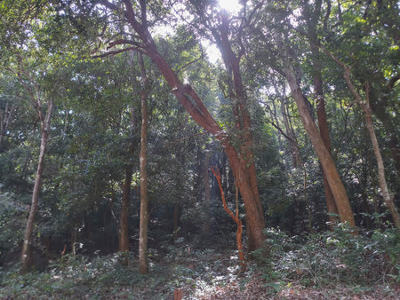 View of Dandeli forest and road passing through the trees of Dandeli forest, Karnataka, India.の写真素材