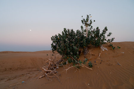 Moon set. View of Thar desert sand dunes , pre dawn light before sun rise and moon setting off in the sky. Rajasthan, India. Akondo, Calotropis gigantea, the crown flower shrub has grown in desert.のeditorial素材
