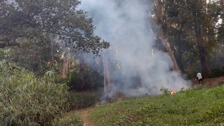 Forest fire at Dandeli forest, Karnataka, India.の写真素材