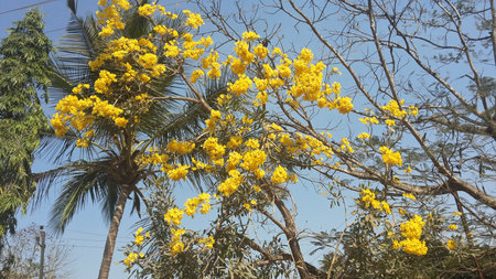 Cassia fistula, commonly known as golden shower. It is the national tree and national flower of Thailand. It is the state flower of Kerala in India.の写真素材