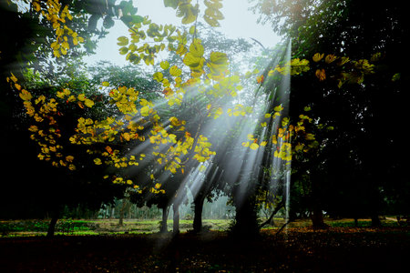 Tranquil sun rays coming down through foliage in winter morning, Howrah, West Bengal, India. Dark green leaves in the background creating useful contrast and copyspace for advertising and other usage.の写真素材