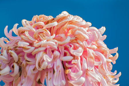 Pink Dahlia flower petals with dew drops on them. Dahlia is bushy, tuberous, herbaceous perennial plants, Asteraceae family of dicotyledonous plants. Blue Background. Flower stock image.の写真素材