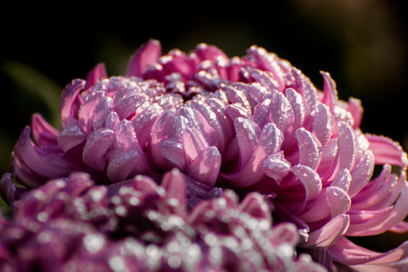 Majenta Dahlia flower petals with dew drops on them. Dahlia is bushy, tuberous, herbaceous perennial plants, Asteraceae family of dicotyledonous plants. Dark background. Flower stock image.の写真素材