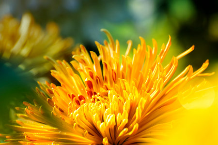 Yellow Chrysanthemums, often called mums or chrysanths, are flowering plants of the genus Chrysanthemum in the family Asteraceae. Chandramallika in Bengali, popular flower, India. Natural background.の写真素材