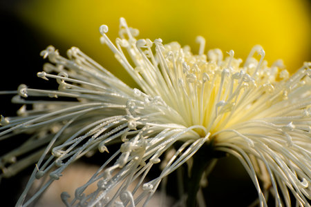 Whie Chrysanthemums, sometimes called mums or chrysanths, are flowering plants of the genus Chrysanthemum in the family Asteraceae. Chandramallika in Bengali, popular flower, India.の写真素材