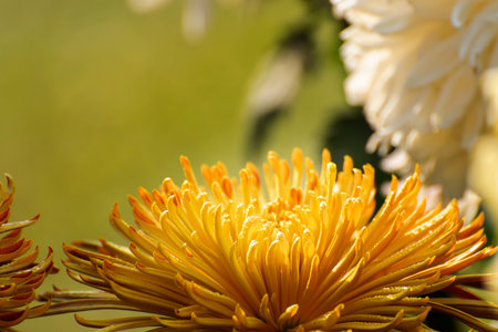 Yellow Chrysanthemums, often called mums or chrysanths, are flowering plants of the genus Chrysanthemum in the family Asteraceae. Chandramallika in Bengali, popular flower, India. Natural background.の写真素材
