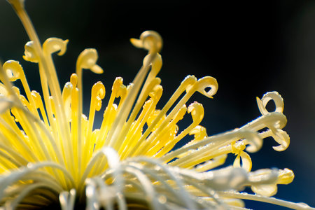 Yellow Chrysanthemums, sometimes called mums or chrysanths, are flowering plants of the genus Chrysanthemum in the family Asteraceae. Chandramallika in Bengali, popular flower, India. Dark background.の写真素材