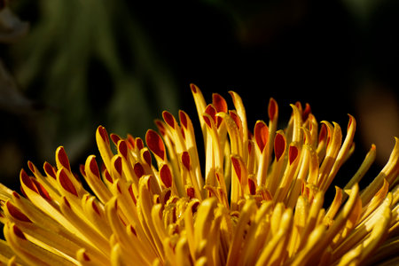 Yellow Chrysanthemums, often called mums or chrysanths, are flowering plants of the genus Chrysanthemum in the family Asteraceae. Chandramallika in Bengali, popular flower, India. Natural background.の写真素材