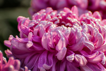 Majenta Dahlia flower petals with dew drops on them. Dahlia is bushy, tuberous, herbaceous perennial plants, Asteraceae family of dicotyledonous plants. Nature Background. Flower stock image.の写真素材
