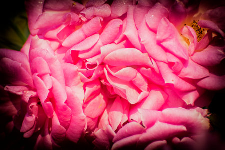 Pink rose, flower of the woody perennial flowering plant, genus Rosa , family Rosaceae. There are over three hundred species and tens of thousands of cultivars. Winter moring dew drops on the petals.の写真素材