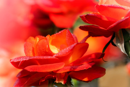 Orange rose,flower of the woody perennial flowering plant, genus Rosa , family Rosaceae. There are over three hundred species and tens of thousands of cultivars. Winter moring dew drops on the petals.の写真素材