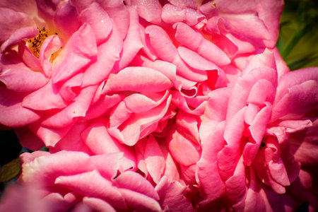 Pink rose, flower of the woody perennial flowering plant, genus Rosa , family Rosaceae. There are over three hundred species and tens of thousands of cultivars. Winter moring dew drops on the petals.の写真素材