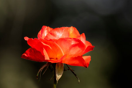 Orange rose,flower of the woody perennial flowering plant, genus Rosa , family Rosaceae. There are over three hundred species and tens of thousands of cultivars. Winter moring dew drops on the petals.の写真素材