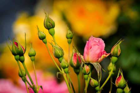 Buds of rose,flower of the woody perennial flowering plant, genus Rosa , family Rosaceae. There are over three hundred species and tens of thousands of cultivars.Winter moring dew drops on the petals.の写真素材