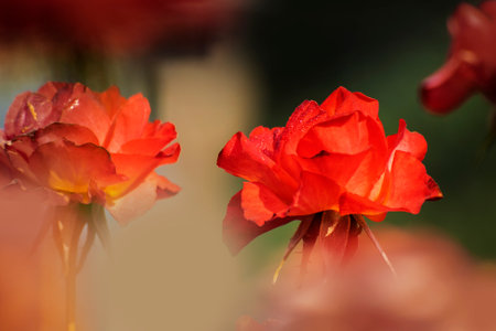 Orange rose,flower of the woody perennial flowering plant, genus Rosa , family Rosaceae. There are over three hundred species and tens of thousands of cultivars. Winter moring dew drops on the petals.の写真素材