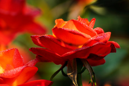 Orange rose,flower of the woody perennial flowering plant, genus Rosa , family Rosaceae. There are over three hundred species and tens of thousands of cultivars. Winter moring dew drops on the petals.の写真素材
