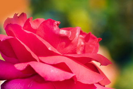 Pink rose, flower of the woody perennial flowering plant, genus Rosa , family Rosaceae. There are over three hundred species and tens of thousands of cultivars. Winter moring dew drops on the petals.の写真素材