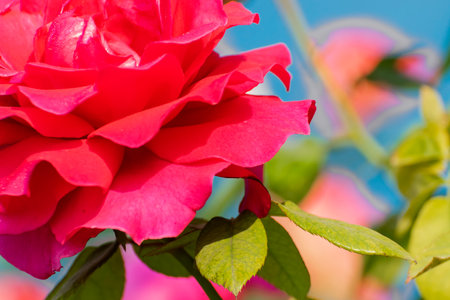 Pink rose, flower of the woody perennial flowering plant, genus Rosa , family Rosaceae. There are over three hundred species and tens of thousands of cultivars. Winter moring dew drops on the petals.の写真素材