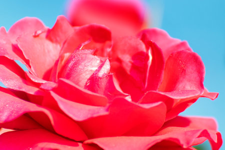 Pink rose, flower of the woody perennial flowering plant, genus Rosa , family Rosaceae. There are over three hundred species and tens of thousands of cultivars. Winter moring dew drops on the petals.の写真素材