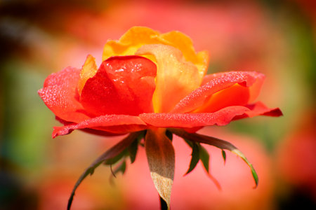 Orange rose,flower of the woody perennial flowering plant, genus Rosa , family Rosaceae. There are over three hundred species and tens of thousands of cultivars. Winter moring dew drops on the petals.の写真素材