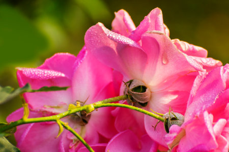 Dew drops on pink rose petals, romantic, nature stock image. Rose, woody perennial flowering plant, genus Rosa , family Rosaceae. For use in greetings cards, advertisements and other commerical use,の写真素材