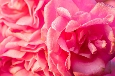 Dew drops on pink rose petals, romantic, nature stock image. Rose, woody perennial flowering plant, genus Rosa , family Rosaceae. For use in greetings cards, advertisements and other commerical use,の写真素材