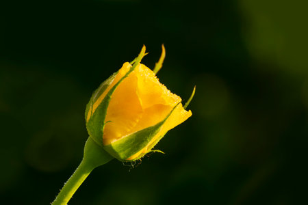 Dew drops on yellow rose petals, romantic, nature stock image. Rose, woody perennial flowering plant, genus Rosa , family Rosaceae. For use in greetings cards, advertisements and other commerical use,の写真素材