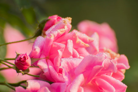 Dew drops on pink rose petals, romantic, nature stock image. Rose, woody perennial flowering plant, genus Rosa , family Rosaceae. For use in greetings cards, advertisements and other commerical use,の写真素材