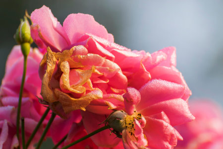 Dew drops on pink rose petals, romantic, nature stock image. Rose, woody perennial flowering plant, genus Rosa , family Rosaceae. For use in greetings cards, advertisements and other commerical use,の写真素材