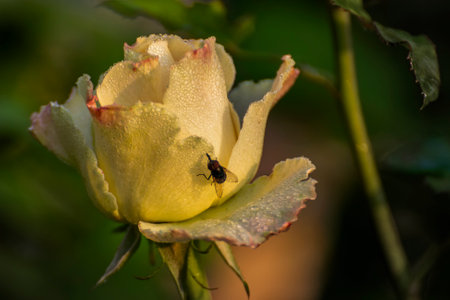 Dew drops on the petals of yellow budding rose, flower of the woody perennial flowering plant of the genus Rosa , Rosaceae. Winter morning nature flower stock image, Kolkata, West Bengal, India.の写真素材