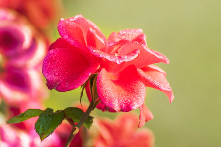 Dew drops on the petals of pink rose, flower of the woody perennial flowering plant of the genus Rosa , Rosaceae. Early winter morning nature flower stock image, Kolkata, West Bengal, India.の写真素材