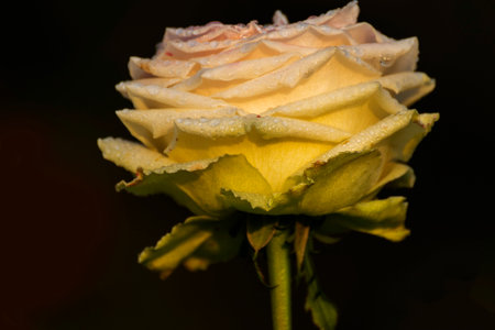 Dew drops on the yellow petals of rose, flower of the woody perennial flowering plant of the genus Rosa , Rosaceae. Early winter morning nature flower stock image, Kolkata, West Bengal, India.の写真素材