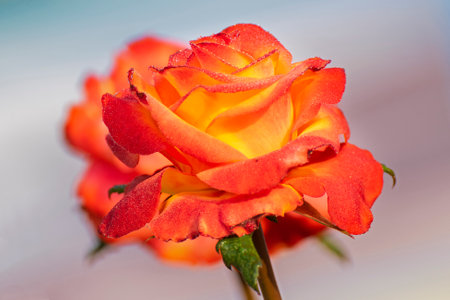Dew drops on the petals of orange rose, flower of the woody perennial flowering plant of the genus Rosa , Rosaceae. Winter morning nature flower stock image, Kolkata, West Bengal, India.の写真素材