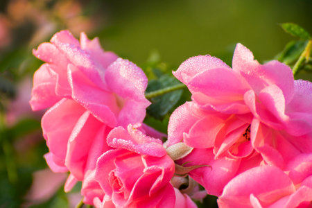Dew drops on the petals of pink rose, flower of the woody perennial flowering plant of the genus Rosa , Rosaceae. Early winter morning nature flower stock image, Kolkata, West Bengal, India.の写真素材