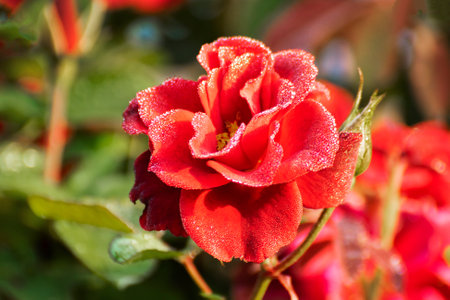 Dew drops on the petals of red rose, flower of the woody perennial flowering plant of the genus Rosa , Rosaceae. Winter morning nature flower stock image, Kolkata, West Bengal, India.の写真素材