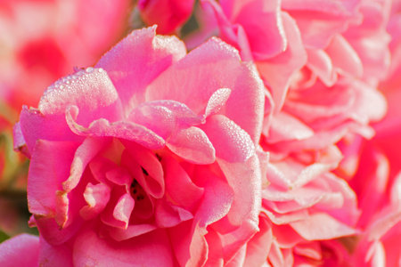 Dew drops on the petals of pink rose, flower of the woody perennial flowering plant of the genus Rosa , Rosaceae. Early winter morning nature flower stock image, Kolkata, West Bengal, India.の写真素材