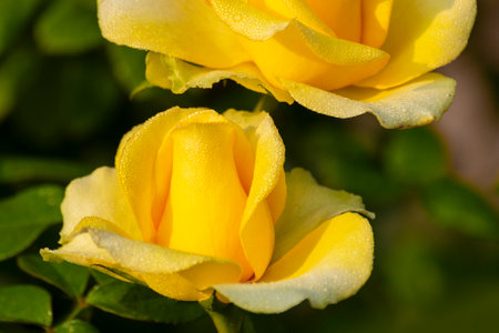 Dew drops on the petals of yellow rose, flower of the woody perennial flowering plant of the genus Rosa , Rosaceae. Early winter morning nature flower stock image, Kolkata, West Bengal, India.の写真素材
