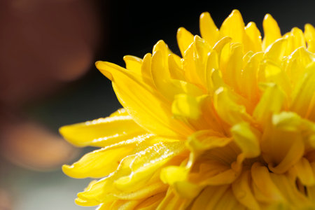Dew drop on yellow Dahlia flower, bushy, tuberous, herbaceous perennial plants from Asteraceae family of dicotyledonous plants. Winter morning nature stock image, Kolkata, West Bengalz, India.の写真素材