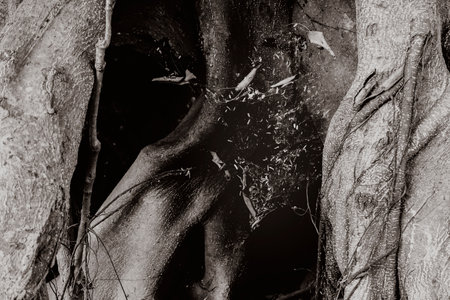 Spider net spread across the gap of an old tree trunk. Black and white monochrome image with brown tint for old look. Kolkata, West Bengal, India.の写真素材
