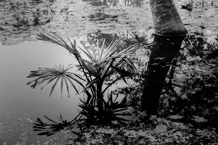 Black and white monochrome image of reflection of a palm tree over the water of a lake, full of leaves of water lilies, family Nymphaeaceae, freshwater flowering plants. Kolkata, West Bengal, India.の写真素材