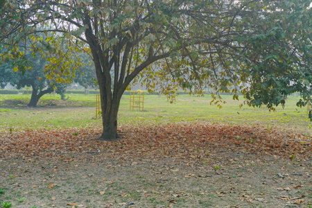 Autumn leaves fell down below a big deciduous tree. Deciduous trees usually have large, broad leaves. The end of winter at Kolkata, West Bengal, India.の写真素材