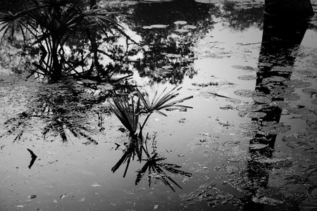 Black and white monochrome image of reflection of a palm tree over the water of a lake, full of leaves of water lilies, family Nymphaeaceae, freshwater flowering plants. Kolkata, West Bengal, India.の写真素材