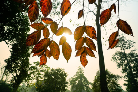 Sun rays coming through big autumn leaves, bright nature stock image. Howrah, West Bengal, India.の写真素材