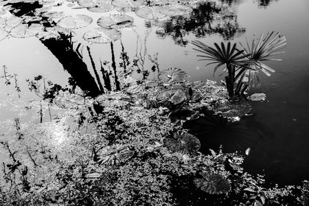 Black and white monochrome image of reflection of a palm tree and sun over the water of a lake, full of leaves of water lilies, family Nymphaeaceae, flowering plants. Kolkata, West Bengal, India.の写真素材