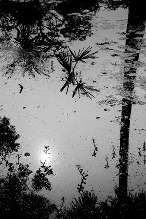 Black and white monochrome image of reflection of a palm tree and sun over the water of a lake, full of leaves of water lilies, family Nymphaeaceae, flowering plants. Kolkata, West Bengal, India.の写真素材