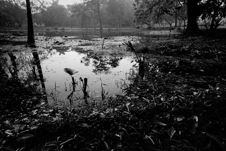Black and white monochrome image of reflection of a palm tree over the water of a lake, full of leaves of water lilies, family Nymphaeaceae, freshwater flowering plants. Kolkata, West Bengal, India.の写真素材