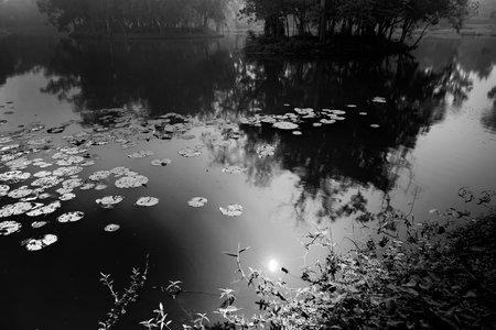 Black and white monochrome image of reflection of trees and sun over the water of a lake, full of leaves of water lilies, family Nymphaeaceae, flowering plants. Kolkata, West Bengal, India.の写真素材