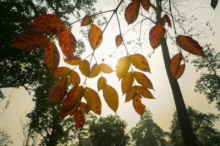 Sun rays coming through big autumn leaves, bright nature stock image. Howrah, West Bengal, India.の写真素材