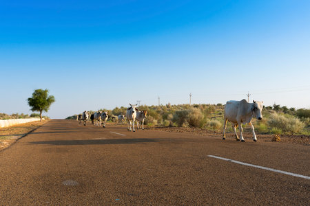 Cows walking through high road or national high way passing through the desert. Distant horizon, Hot summer at Thar desert, Rajasthan, India.の写真素材
